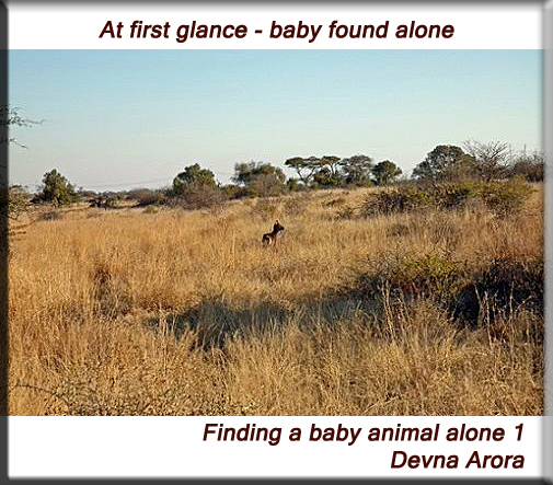Devna Arora - Finding a baby animal alone